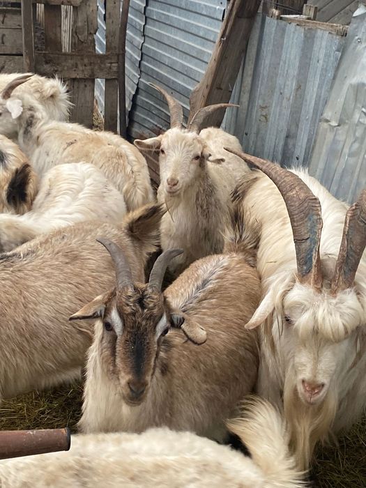 Продам коз целое семейство