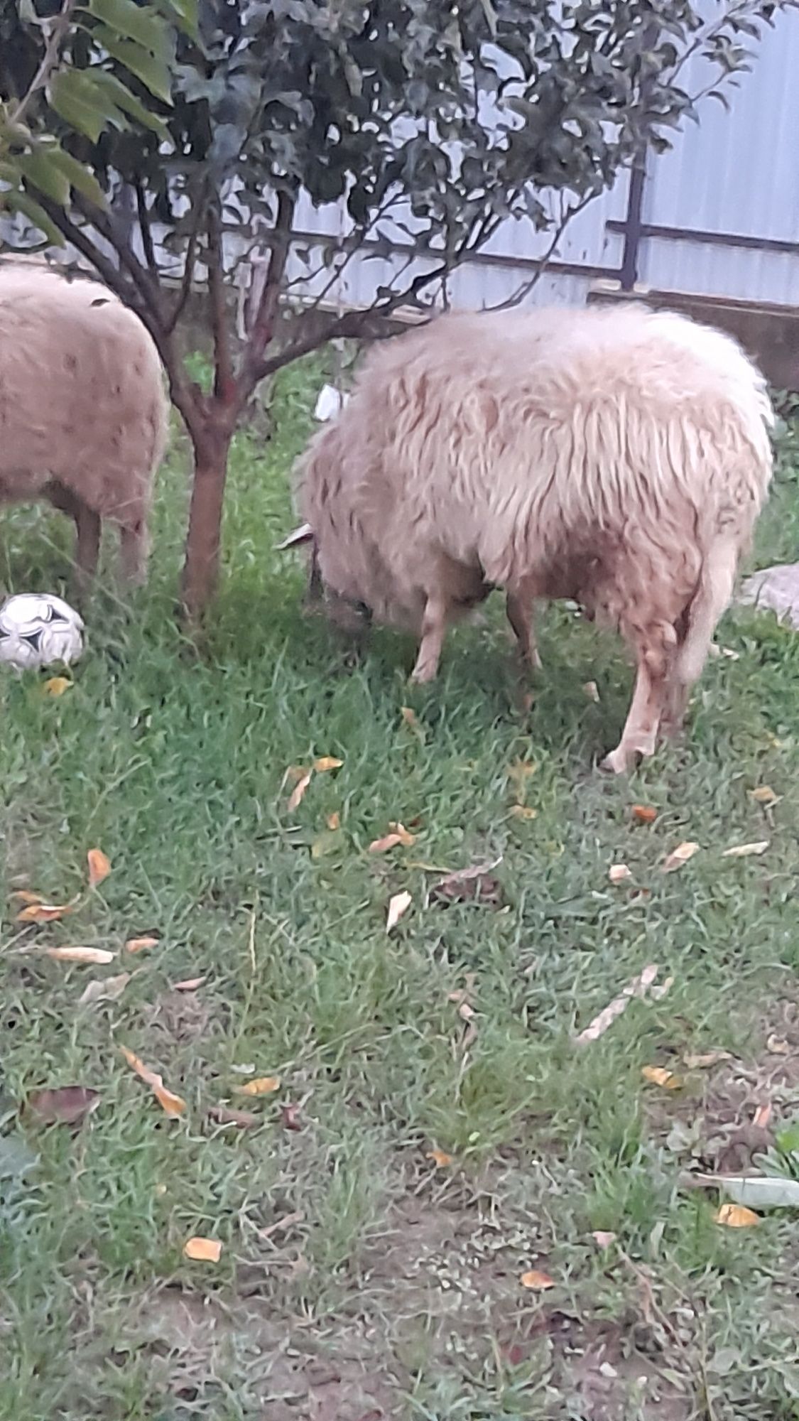 Vand berbec friza metis