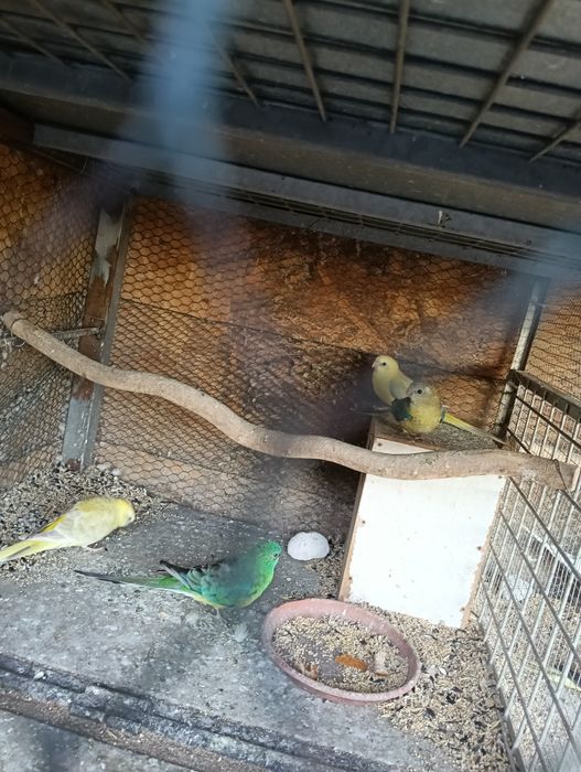 Vând papagali cântători  3 Femele la prețul de 150 lei bucata