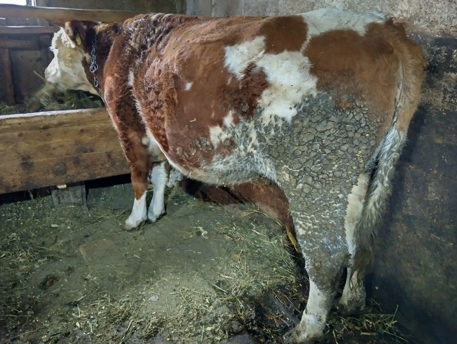 Junică bălțată gestantă