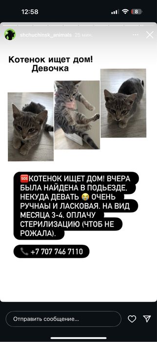 Отдам кошечку поможем со стерилизацией