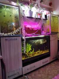 Продам аквариумных рыбок и аквариумы