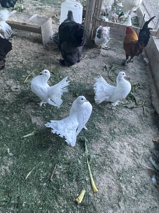 De vanzare voltati maghari!