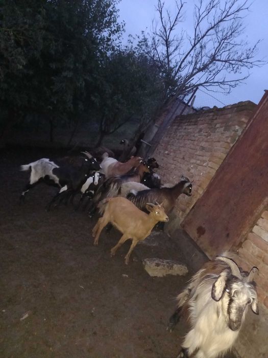 Vand sau schimb cu vaca, 5capre si 5 iedite
