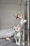 Ofer spre adoptie pisicute - Luna si Cleo