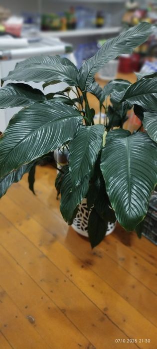 Спатифилум Себастьян