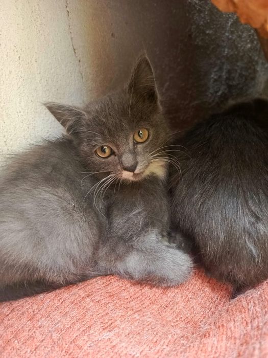 Котята, отдам бесплатно.