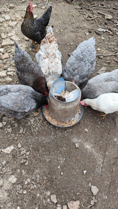 Продавам кокошки различни породи 18 броя, два петела и две пилета