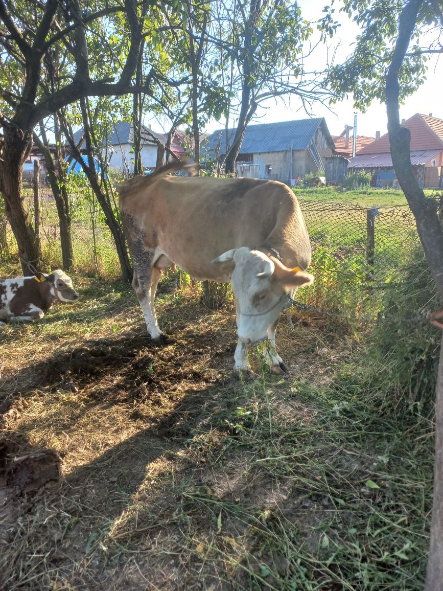Vând vaca tânără