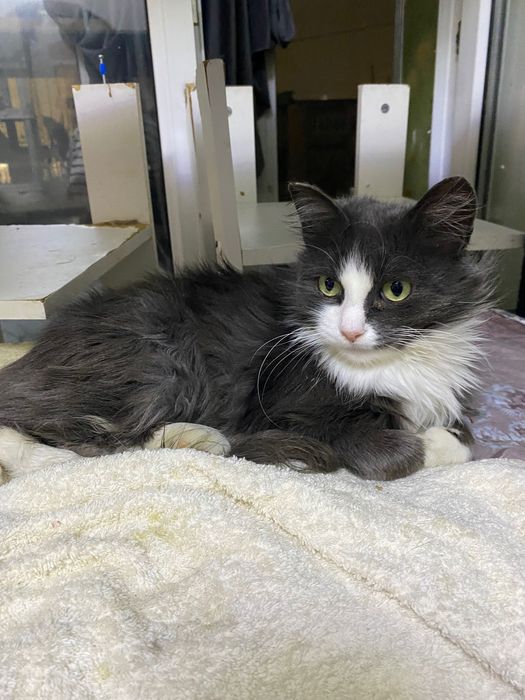 Кошка в добрые руки