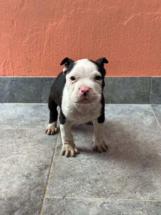 Pui Amstaff deosebit