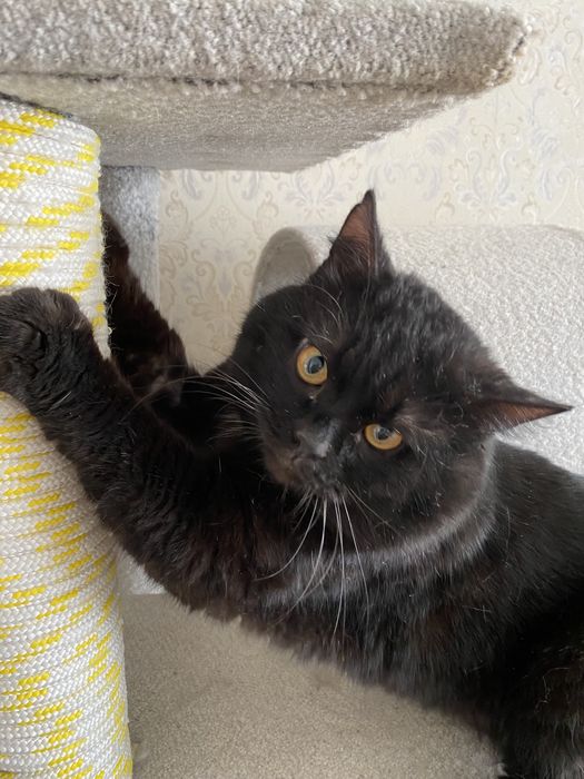 Кот Бадди ищет дом. Кастрирован.