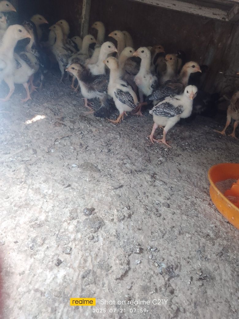 Kulangi tovuq j6jalari sotiladi