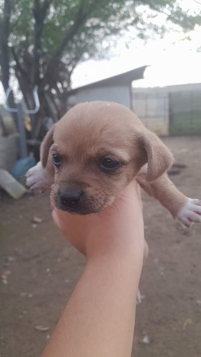 Donez pui catelusi