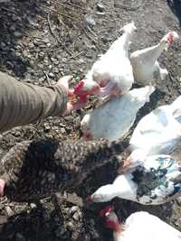 Vând găini de gât golaș de Transilvania + cocoș