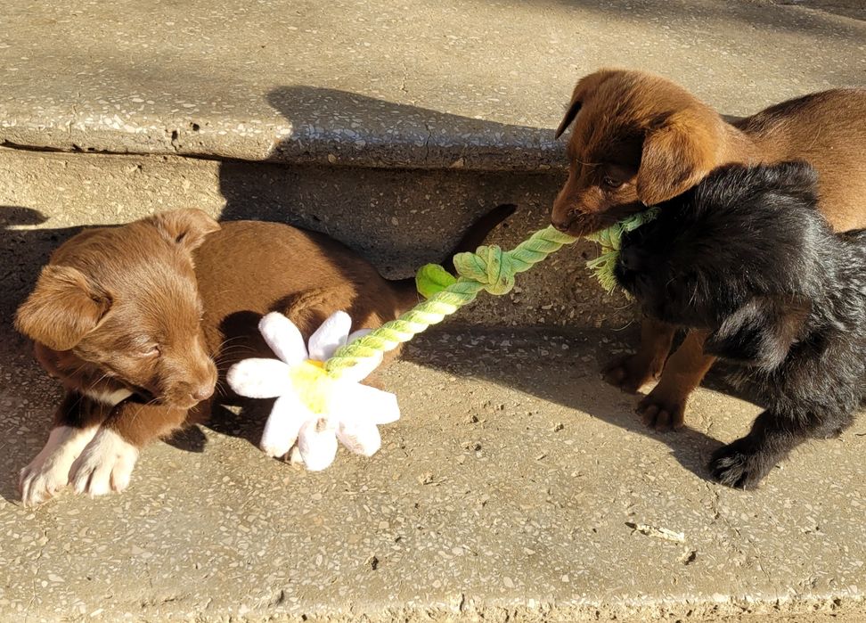 donez cățeluși în vârstă de 2 luni