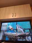 Телевизор samsung 43 inch