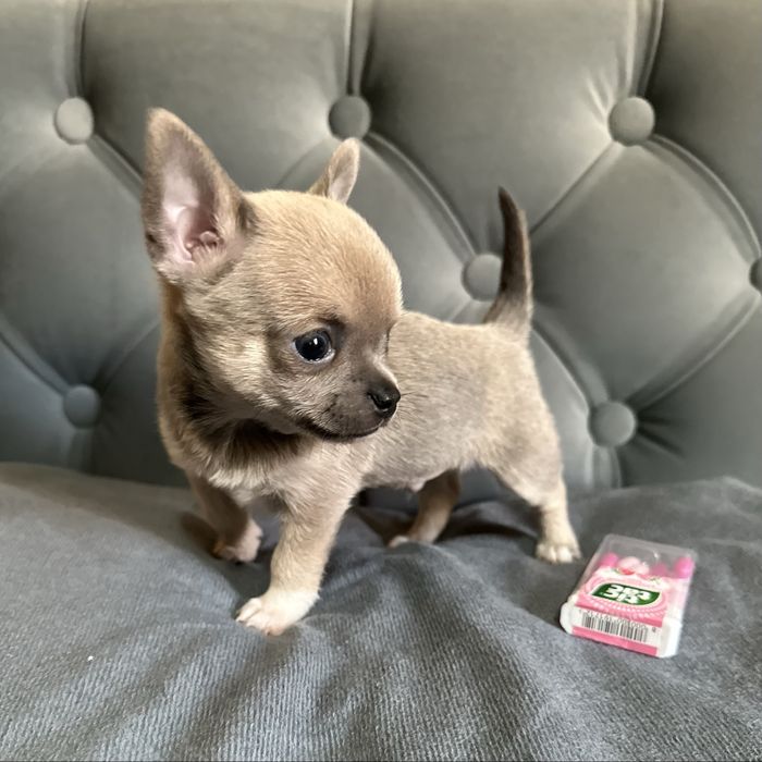 К продаже готовятся чистокровные МИНИ Чихуахуа