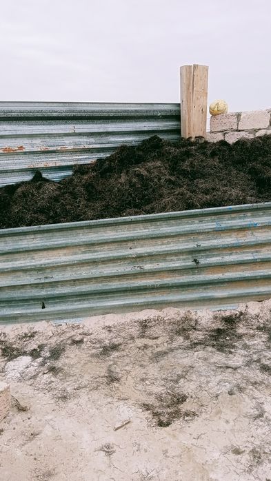 Шалан, балдыр, (водоросли для утепления крыши)