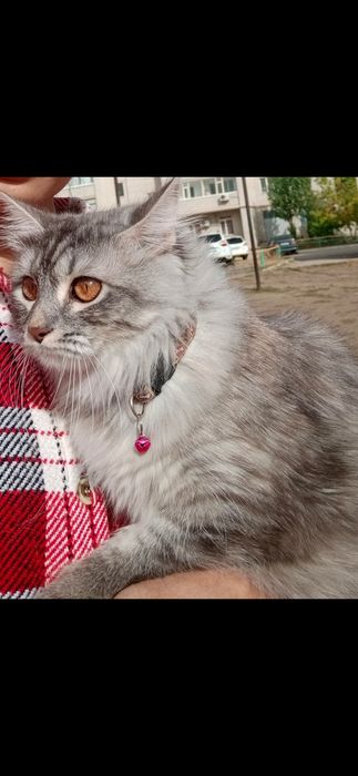 Отдаю породистую кошку в добрые руки.