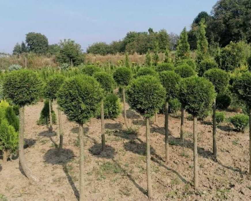 Amenajează-ți grădina cu plante decorative viguroase