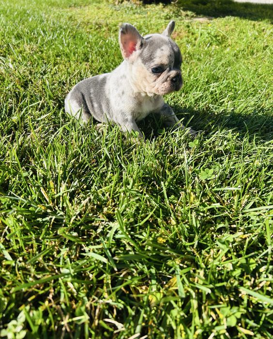 Френски Булдог 2025