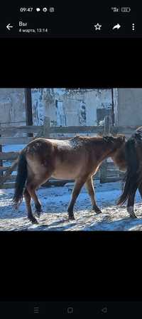 Продам лошадь байтал