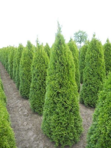 Vand tuia smarald, columnaris, leylandii, occidentalis, gard viu.