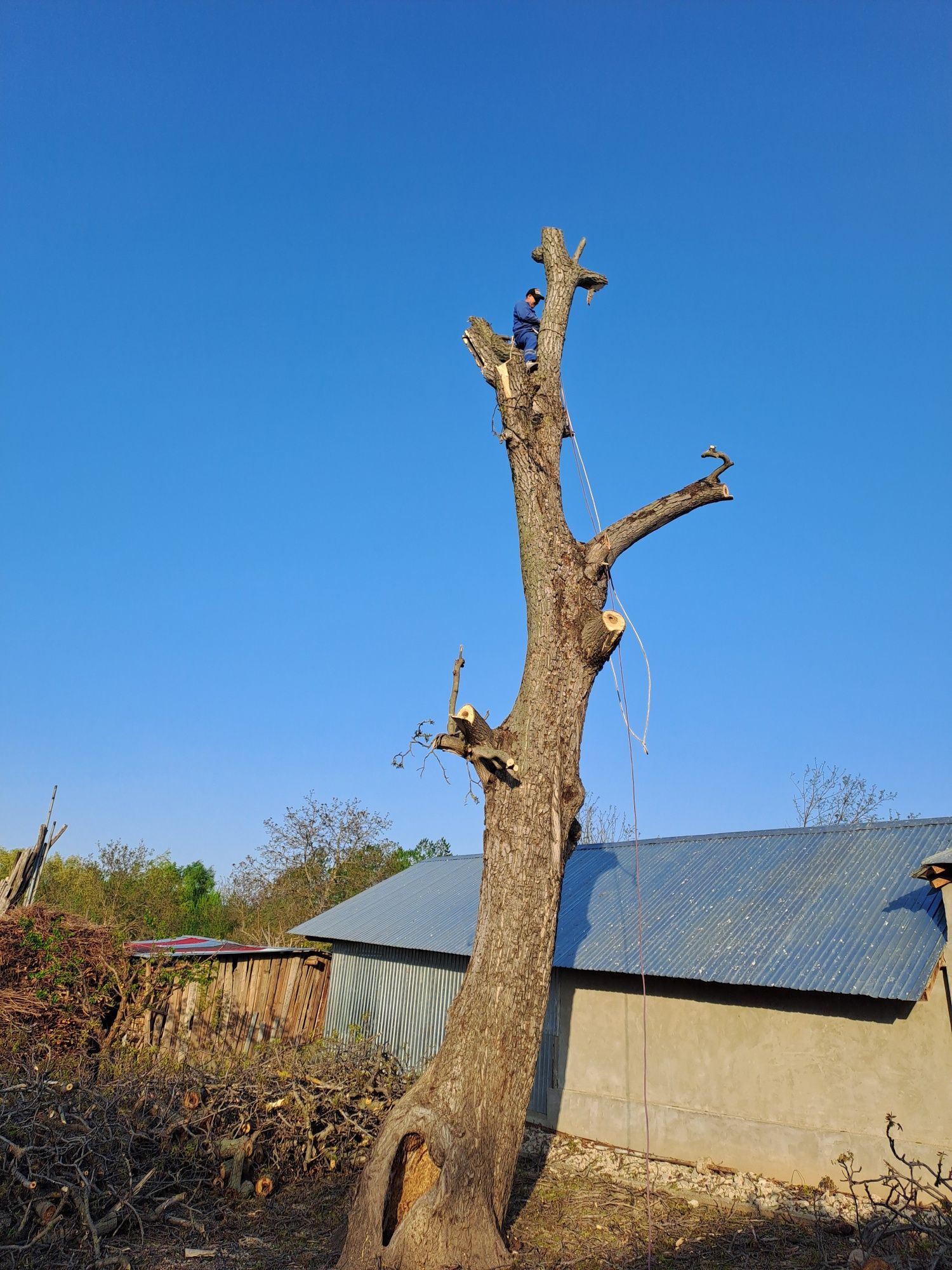 Tăiere/Toaletare Copaci Periculoși.