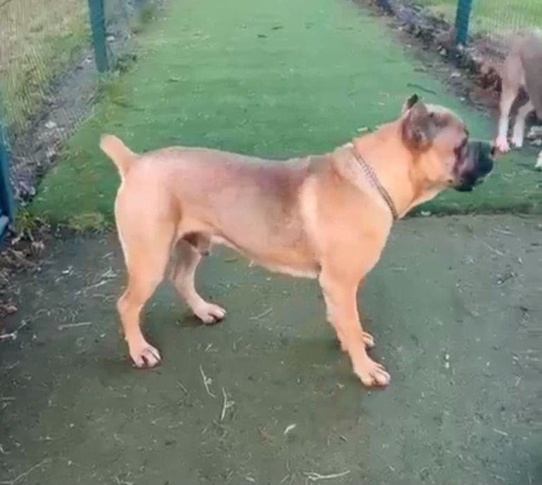 Mascul Cane Corso Formentino cu pedigree FCI, 1 an, dresat