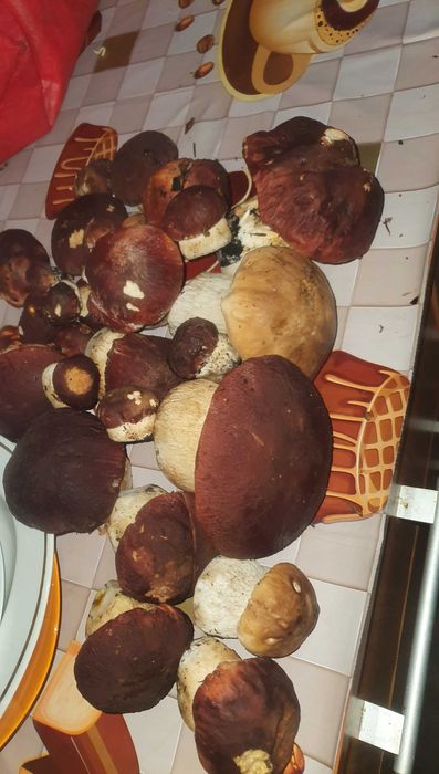 Vand hribi de toamnă