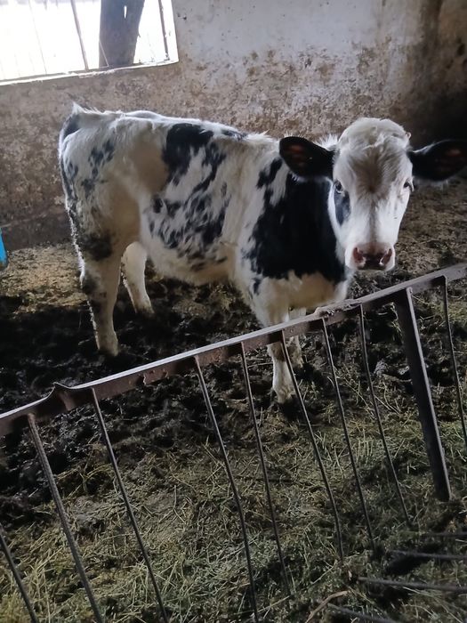 Cand 2 viltele belgiene