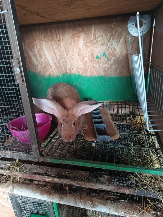 Doua iepuroaice 3luni și jumatate