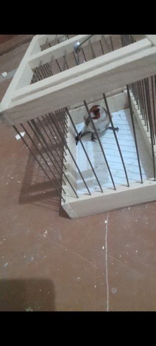 Kokil duragay sotiladi yengi qush