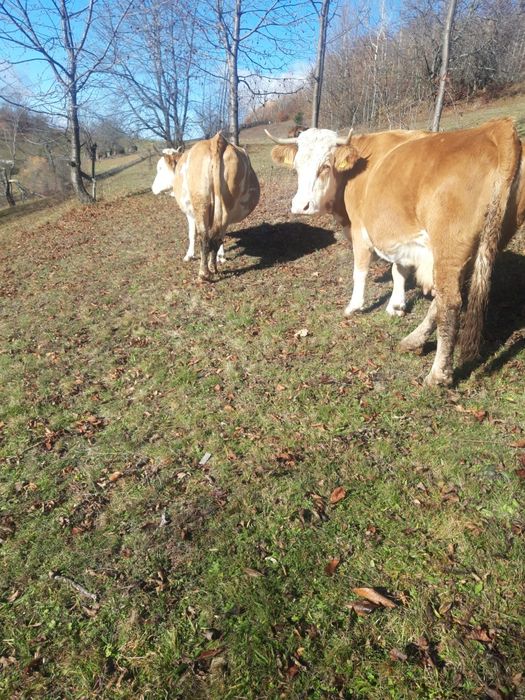 Vaci de vânzare gestante