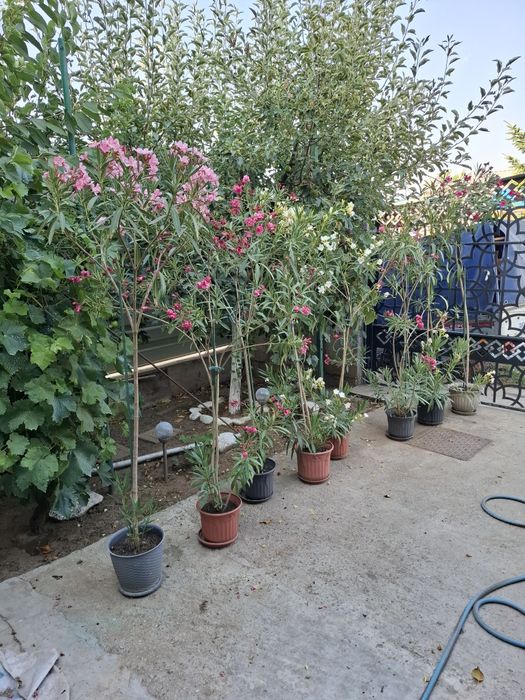 Specialist în Toaletări pomi fructiferi,  decorativi