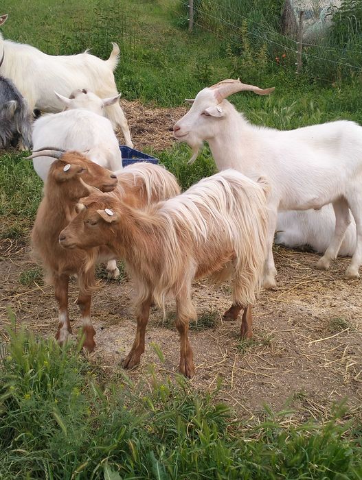 Vând capre bune de lapte mârlițe toate