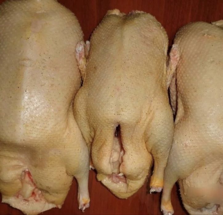 Продам домашнего гуся и утку