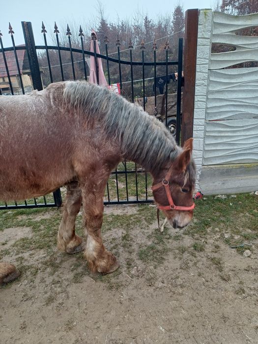 Manz de vanzare de un an si 7 luni