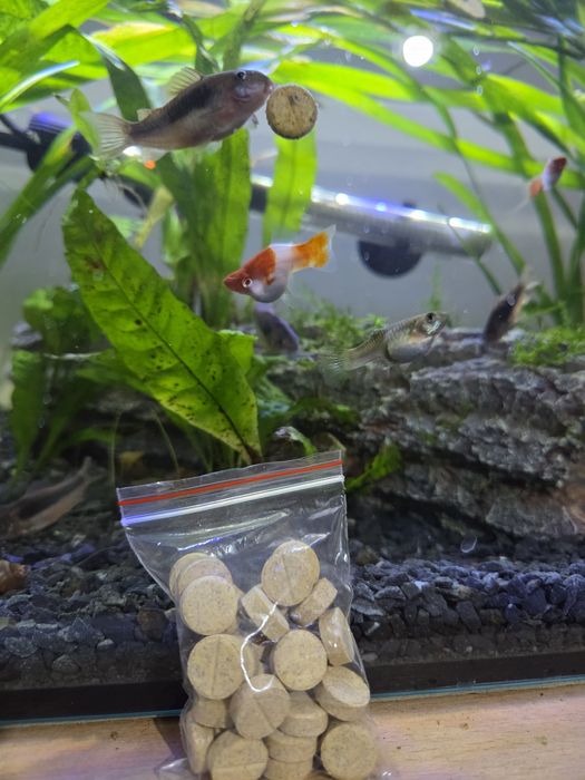 Pastile care se lipesc pe acvariu