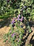 Vând prune ,producție proprie ,pentru țuică, pălincă (nu sunt pentru c