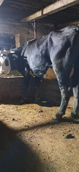 Vand vaca gestanta in 7 luni