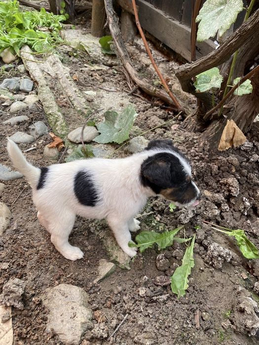 Fox terrier de vânzare