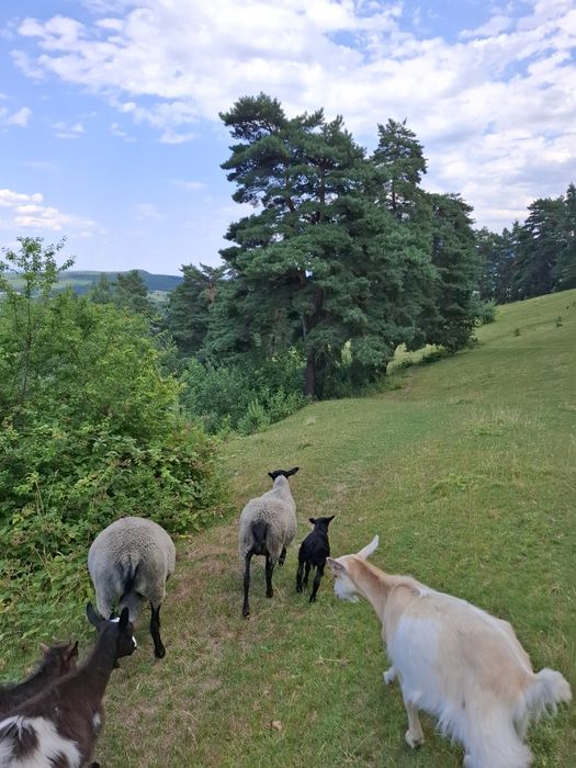 Vand o familie de oi romanov