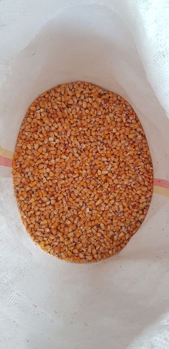 Porumb grau uruiala orz ovaz srot malai tarate faina transport inclus