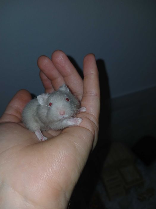 Hamsteri de vanzare.