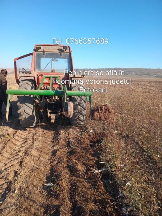 Puieți de salcîm