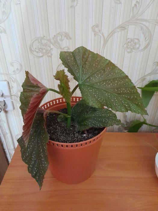 Бегонию коралловую продам