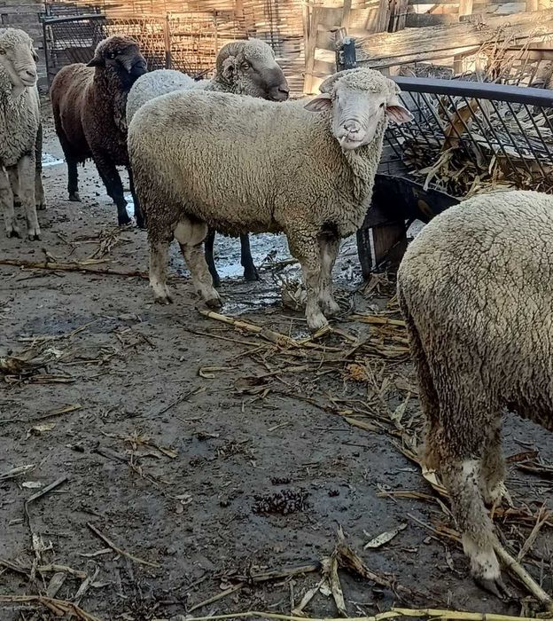 Berbeci bine intretinuti de vanzare