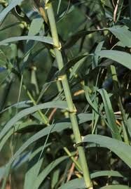 stuf gigant Arundo donax